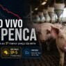 Suíno Vivo Despenca 43% em São Paulo e Chega ao Terceiro Menor Preço da Série