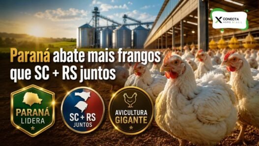 Abate de frangos no Paraná supera Santa Catarina e Rio Grande do Sul juntos