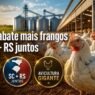 Abate de frangos no Paraná supera Santa Catarina e Rio Grande do Sul juntos