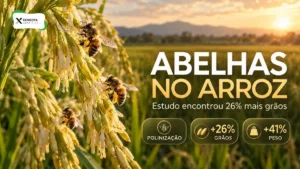 Abelhas podem aumentar a produção de arroz? Estudo encontrou 26% mais grãos