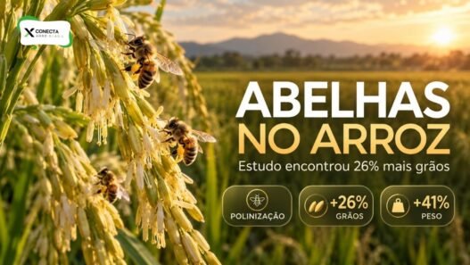 Abelhas podem aumentar a produção de arroz? Estudo encontrou 26% mais grãos