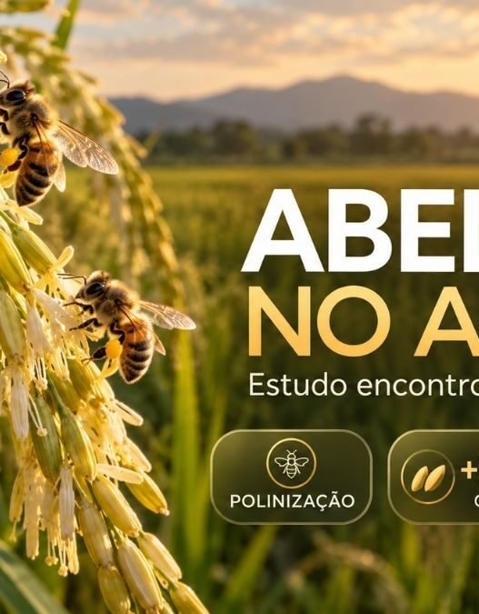 Abelhas podem aumentar a produção de arroz? Estudo encontrou 26% mais grãos