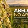 Abelhas podem aumentar a produção de arroz? Estudo encontrou 26% mais grãos