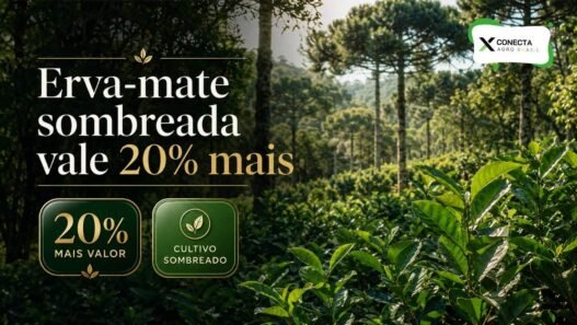 Erva-mate produzida na sombra vale até 20% mais: por que esse cultivo é diferente?