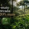 Erva-mate produzida na sombra vale até 20% mais: por que esse cultivo é diferente?