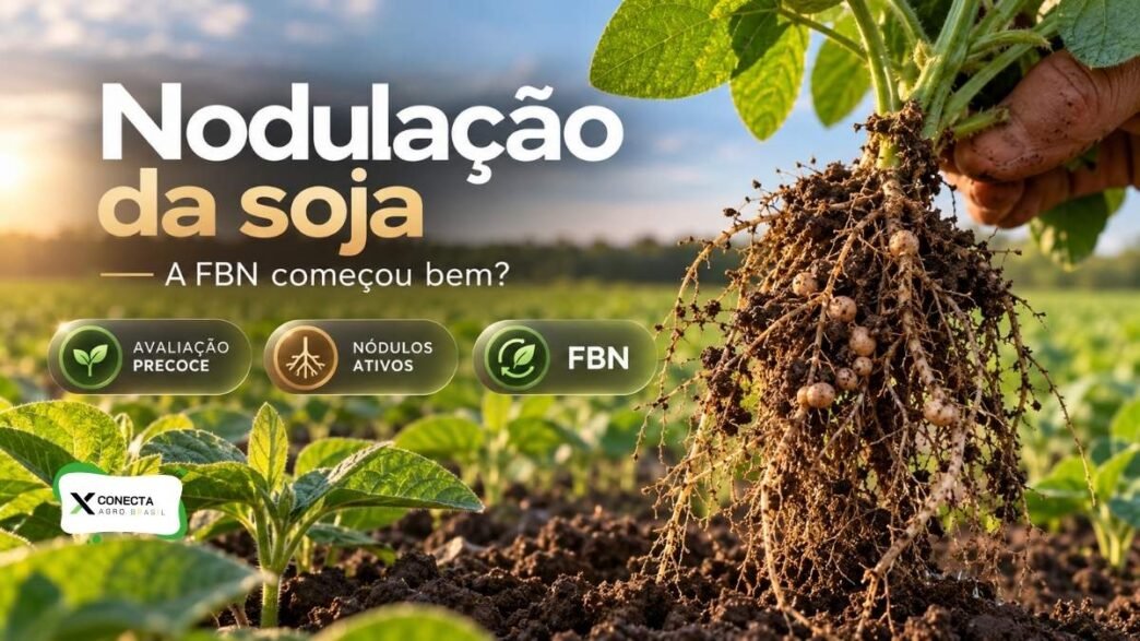 Nodulação da soja: como saber cedo se a FBN começou bem?