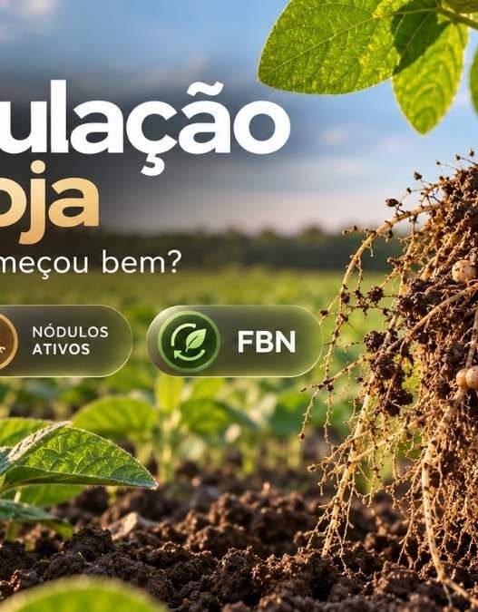 Nodulação da soja: como saber cedo se a FBN começou bem?