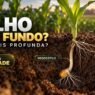 Plantar milho mais fundo faz a raiz buscar água mais fundo? A resposta surpreende