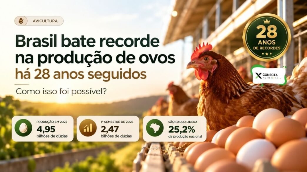 Produção de ovos no Brasil em 2026: 28 anos de recordes seguidos — como isso foi possível?