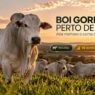 Boi gordo encosta em R$ 370 por arroba
