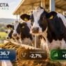 Brasil bate recorde de produção de leite com menos vacas