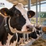 Coleira inteligente para vacas pode detectar doença mais cedo?