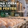 Paraná lidera produção de ovos férteis no Brasil