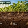 Soja bonita por cima e raiz travada por baixo: o problema que passa despercebido