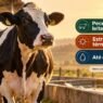 Nem sempre é doença: o que faz uma vaca perder até 4 litros de leite por dia?